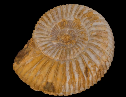 Skamenelina ulitníka rodu Perisphinctes z obdobia Jura